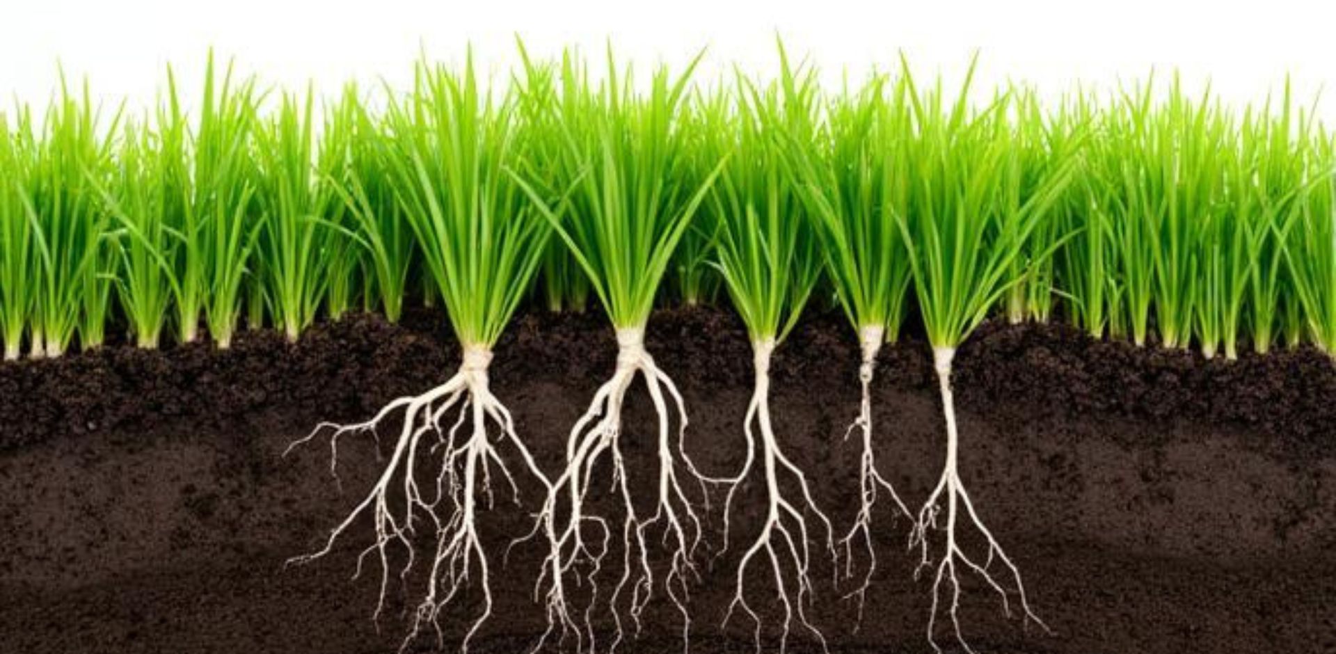 Dizajn bez názvu (3)